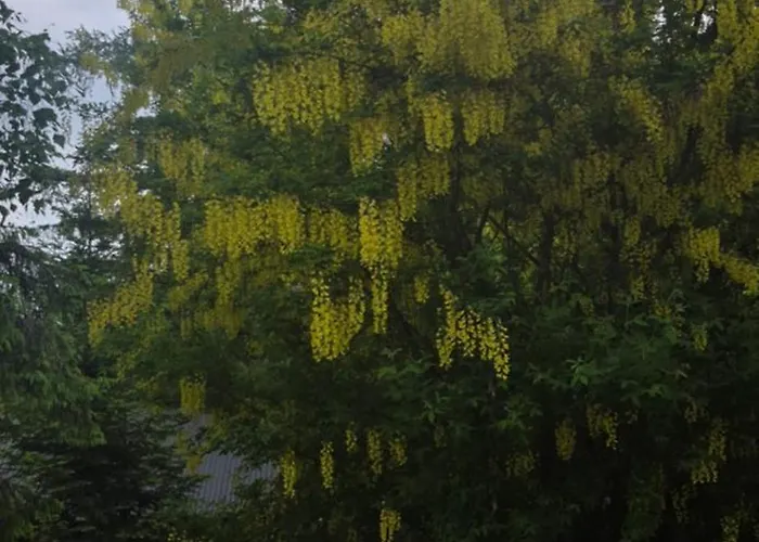 Vakantiehuis U Gochy Kościelisko